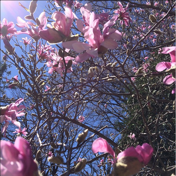 Screen Shot 2015-04-18 at 1.53.13 PM